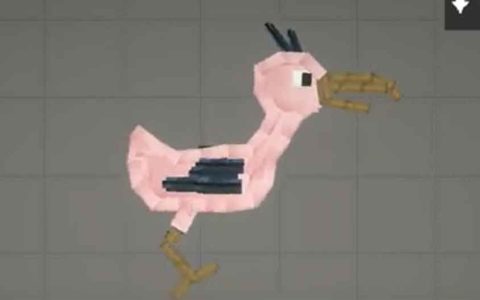 Opila bird