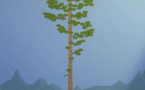 pine