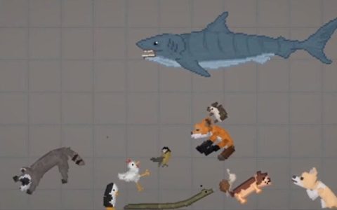 Animals